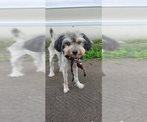 Havanese Dogs for adoption in Fort Lauderdale, FL, USA