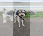 Small Havanese