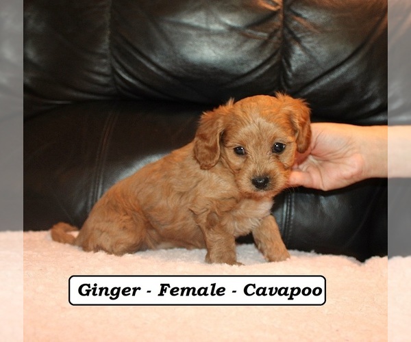 Medium Photo #2 Cavapoo (Miniature) Puppy For Sale in CLARKRANGE, TN, USA
