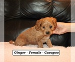 Small #1 Cavapoo (Miniature)