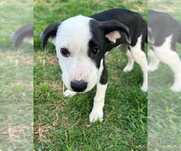Medium Photo #15 Australian Shepherd-Unknown Mix Puppy For Sale in OKLAHOMA CITY, OK, USA