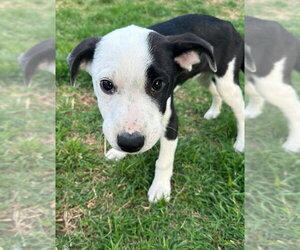 Asher - Male Australian Shepherd-Unknown Mix Dog for Adoption - Photo #15