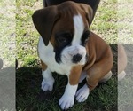 Small #2 Boxer