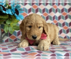Goldendoodle Puppy for sale in LANCASTER, PA, USA