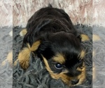 Small Photo #5 Yorkshire Terrier Puppy For Sale in AZLE, TX, USA