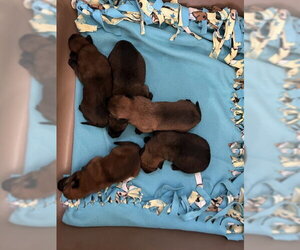 Mutt Dogs for adoption in Riverside, CA, USA