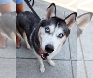 Emma - Female Siberian Husky Dog for Adoption - Photo #2