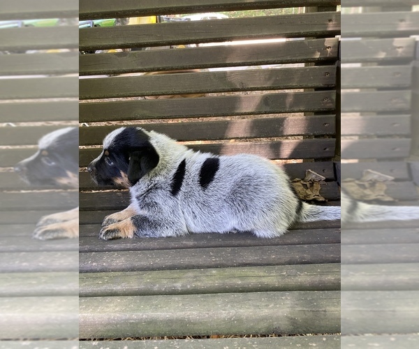Medium Photo #5 Australian Cattle Dog Puppy For Sale in RONDA, NC, USA
