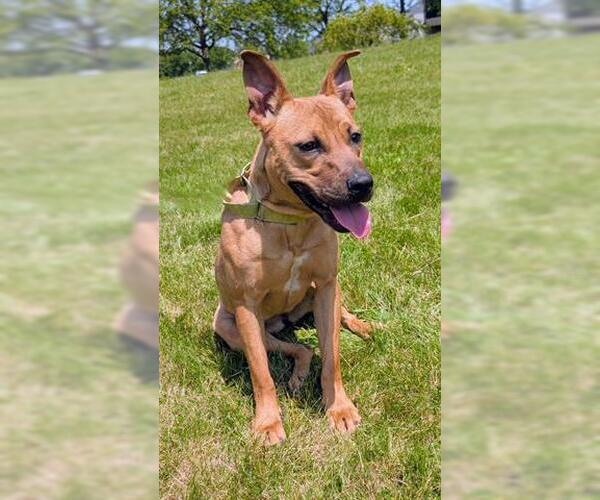 Medium Photo #3 Black Mouth Cur Puppy For Sale in Akron, OH, USA