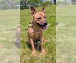 Small #2 Black Mouth Cur