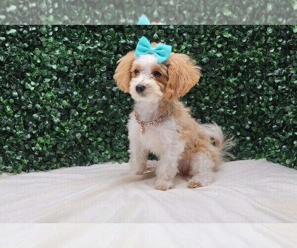 Medium Photo #3 Maltipoo Puppy For Sale in BLOOMINGTON, IN, USA