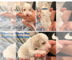 Small #4 Poodle (Standard)