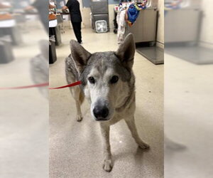 Siberian Husky Dogs for adoption in Riverside, CA, USA