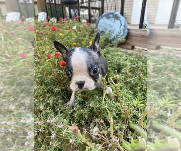 Medium Photo #2 Boston Terrier Puppy For Sale in FREDONIA, KS, USA