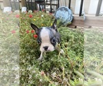 Small #1 Boston Terrier