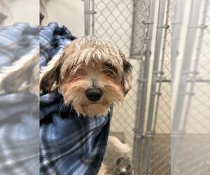 Shih Tzu Dogs for adoption in Rosenberg, TX, USA