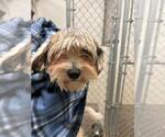 TEDDY - Male Shih Tzu Dog for Adoption - Small photo