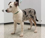 Small #3 Australian Shepherd Mix