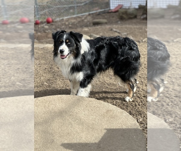Medium Photo #1 Australian Shepherd Puppy For Sale in NEW HAVEN, CT, USA
