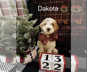 Goldendoodle (Miniature) Puppy for sale in ALLENTOWN, PA, USA