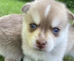 Puppy Sable Pomsky
