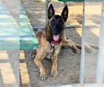 Small Photo #2 Mutt Puppy For Sale in San Bernardino, CA, USA