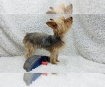 Small Photo #1 Yorkshire Terrier Puppy For Sale in ARLINGTON, TX, USA