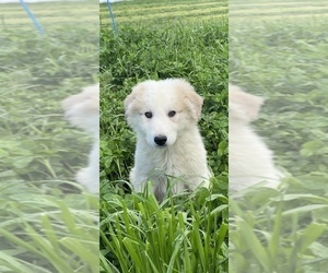 Great Pyrenees Puppy for sale in CANOGA, NY, USA