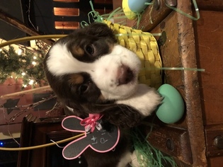 English Springer Spaniel Puppy for sale in ALLIANCE, OH, USA