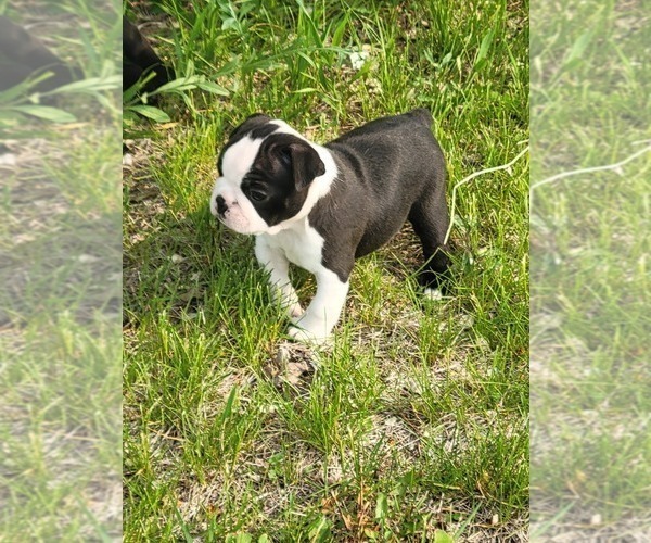 Medium Photo #6 Boston Terrier Puppy For Sale in HENNING, MN, USA