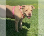 Small #35 American Pit Bull Terrier Mix