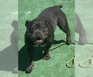 American Pit Bull Terrier-Bulldog Mix Dogs for adoption in Redlands, CA, USA