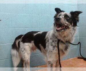 Border Collie-Unknown Mix Dogs for adoption in Downey, CA, USA