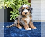 Image preview for Ad Listing. Nickname: Everette