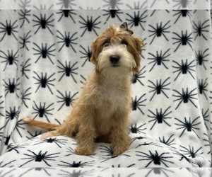 Miniature Labradoodle Puppy for sale in LAKELAND, FL, USA