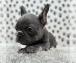 Small Photo #2 French Bulldog Puppy For Sale in NEW YORK, NY, USA