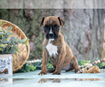 Small #1 Boxer