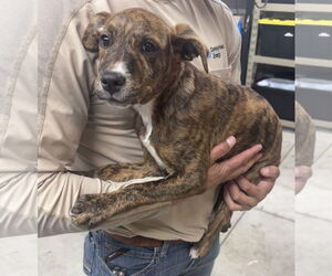 German Shepherd Dog-Unknown Mix Dogs for adoption in Princeton, MN, USA