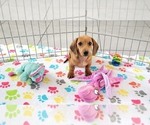 Small #5 Dachshund