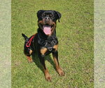 Small Photo #7 Rottweiler Puppy For Sale in White Hall, AR, USA