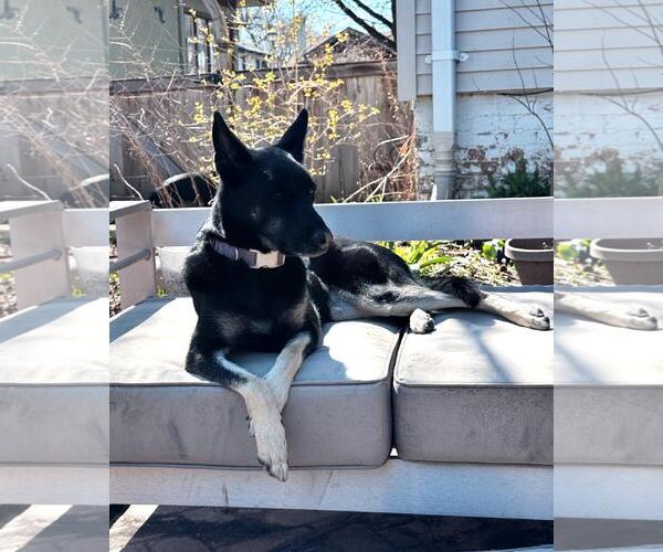 Medium Photo #3 Siberian Husky-Unknown Mix Puppy For Sale in Stevens Point, WI, USA