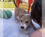 Small Photo #9 Mutt Puppy For Sale in Wenonah, NJ, USA