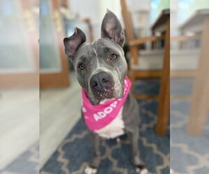 Lola - Female American Pit Bull Terrier Dog for Adoption - Photo #7