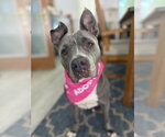 Small #6 American Pit Bull Terrier