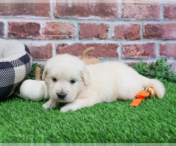 Medium Photo #3 English Cream Golden Retriever Puppy For Sale in SYRACUSE, IN, USA