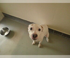 Mutt Dogs for adoption in Sanford, FL, USA