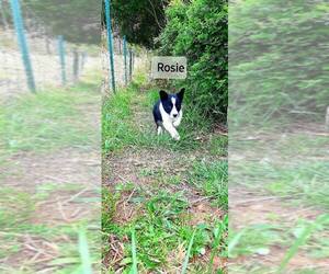 Border Collie Puppy for sale in CLARKRANGE, TN, USA
