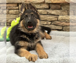 Small Photo #24 German Shepherd Dog Puppy For Sale in LENOIR, NC, USA