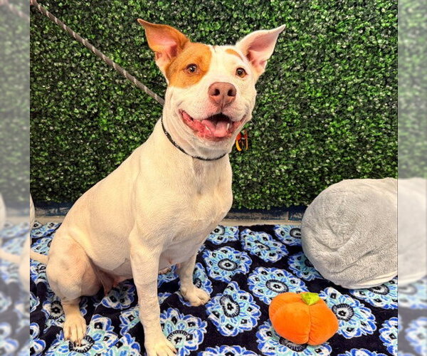 Medium Photo #2 American Pit Bull Terrier-Unknown Mix Puppy For Sale in Corpus Christi, TX, USA