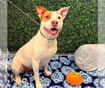 Small #1 American Pit Bull Terrier Mix
